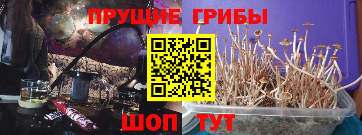Псилоцибиновые грибы GOLDEN TEACHER Заводоуковск